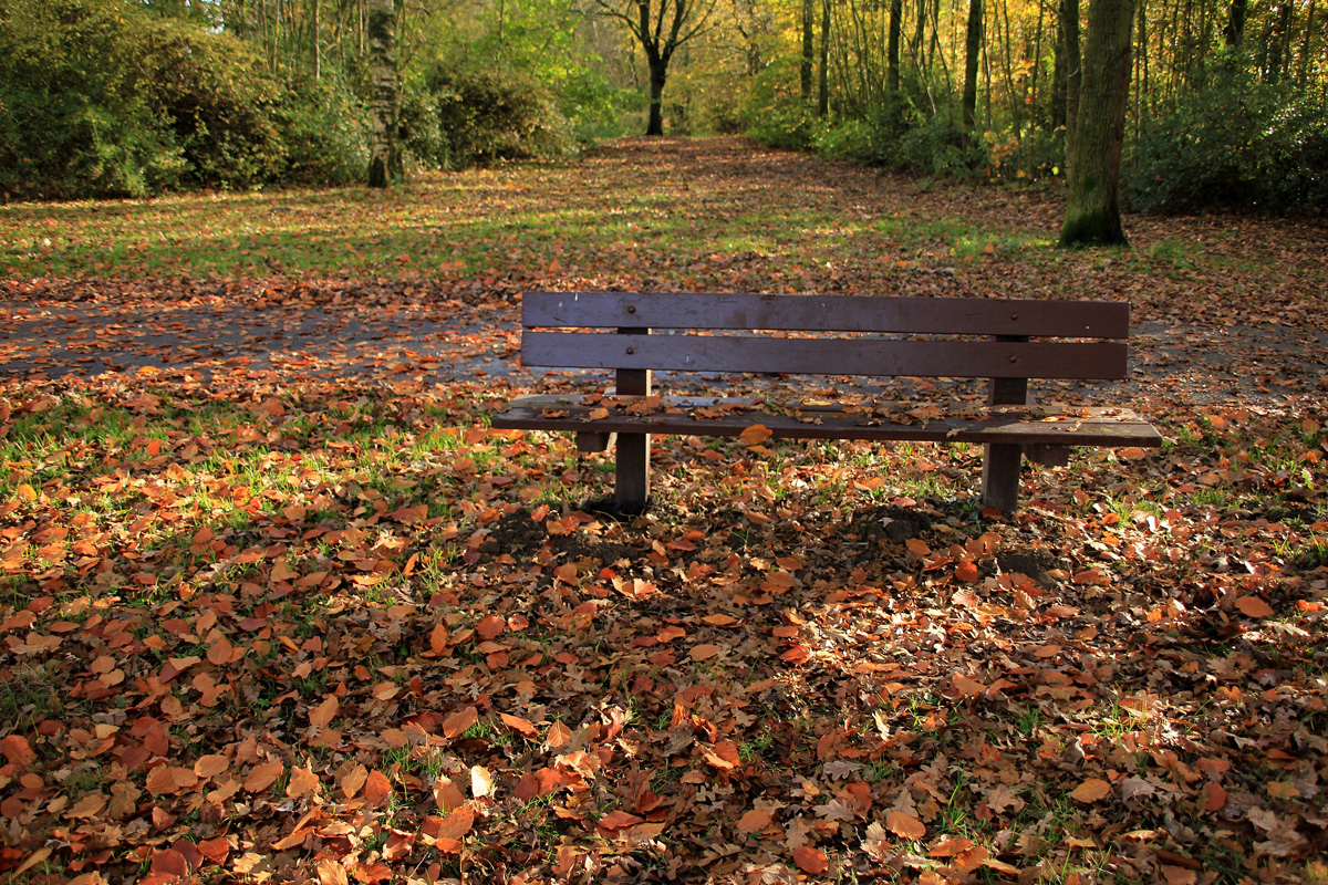 Foto: Benk i parken med bakken dekket av gule blader